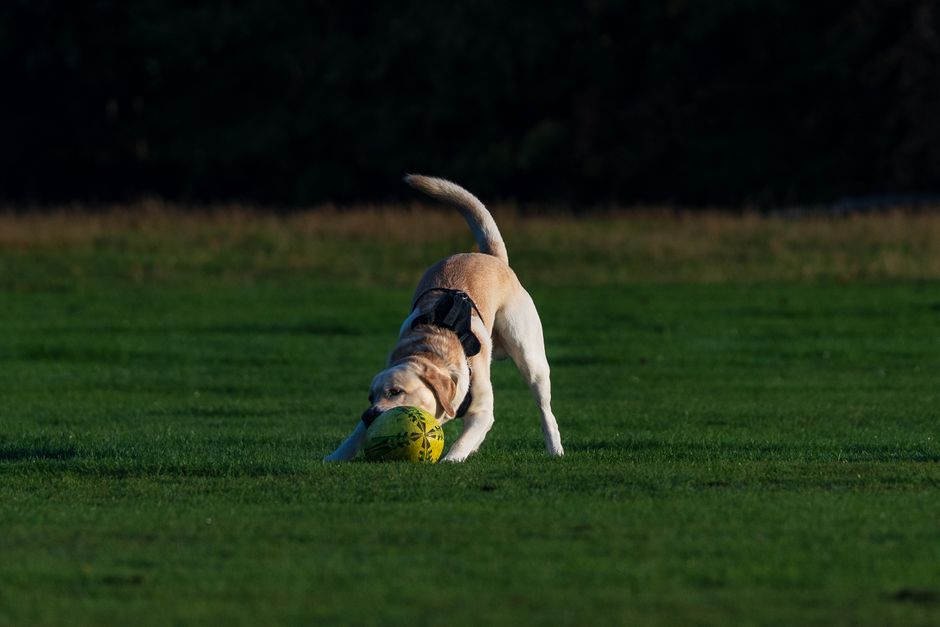 dog boarding cost adelaide