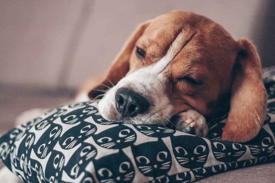 dog boarding cost brisbane