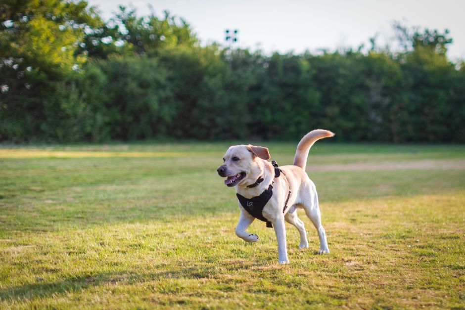 dog boarding cost brisbane