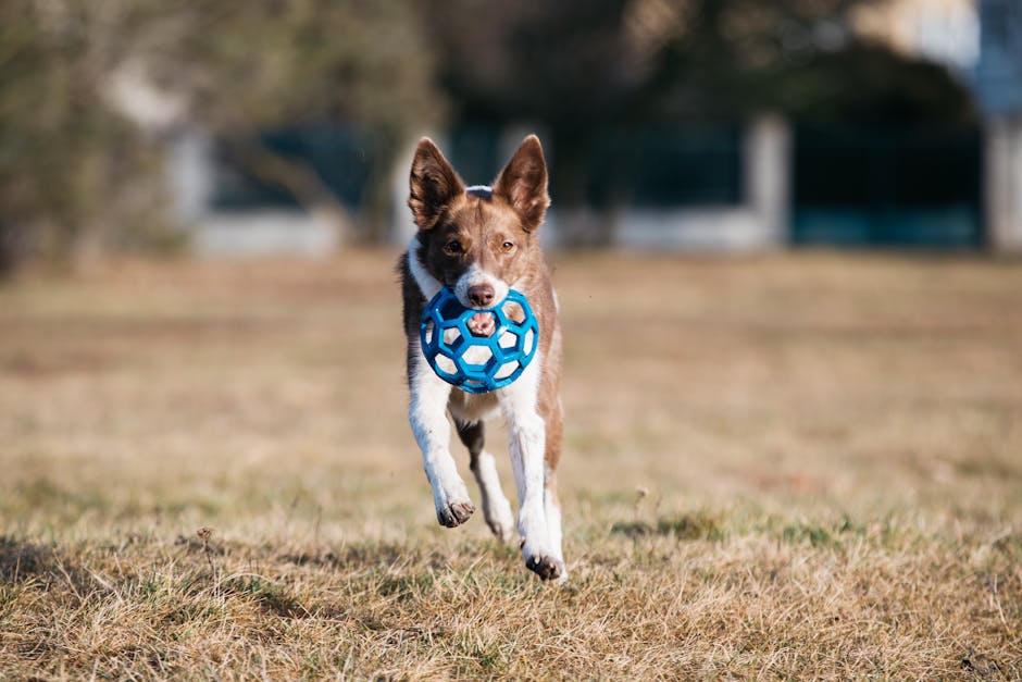 dog boarding cost perth