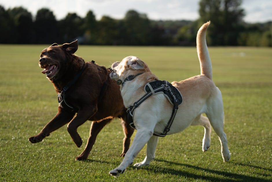dog boarding cost perth