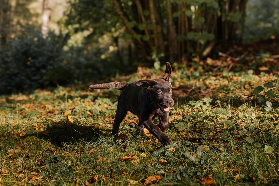 dog boarding cost sydney