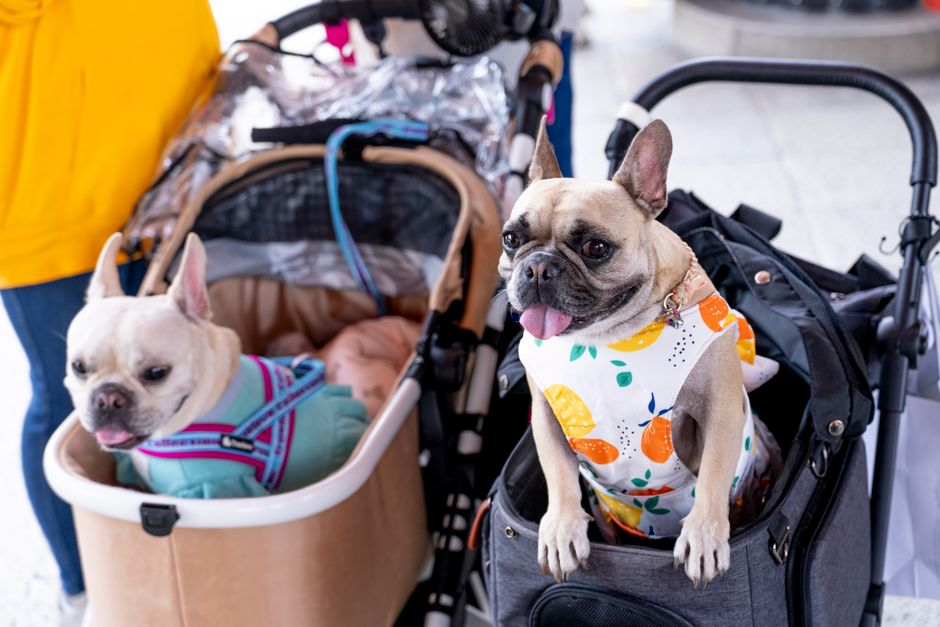 dog boarding cost sydney