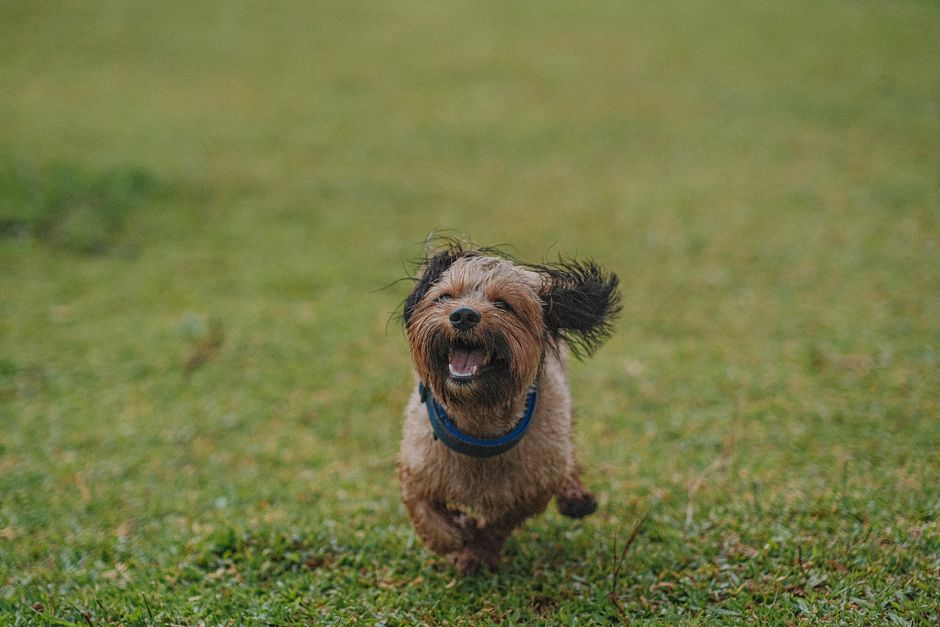 dog daycare cost australia