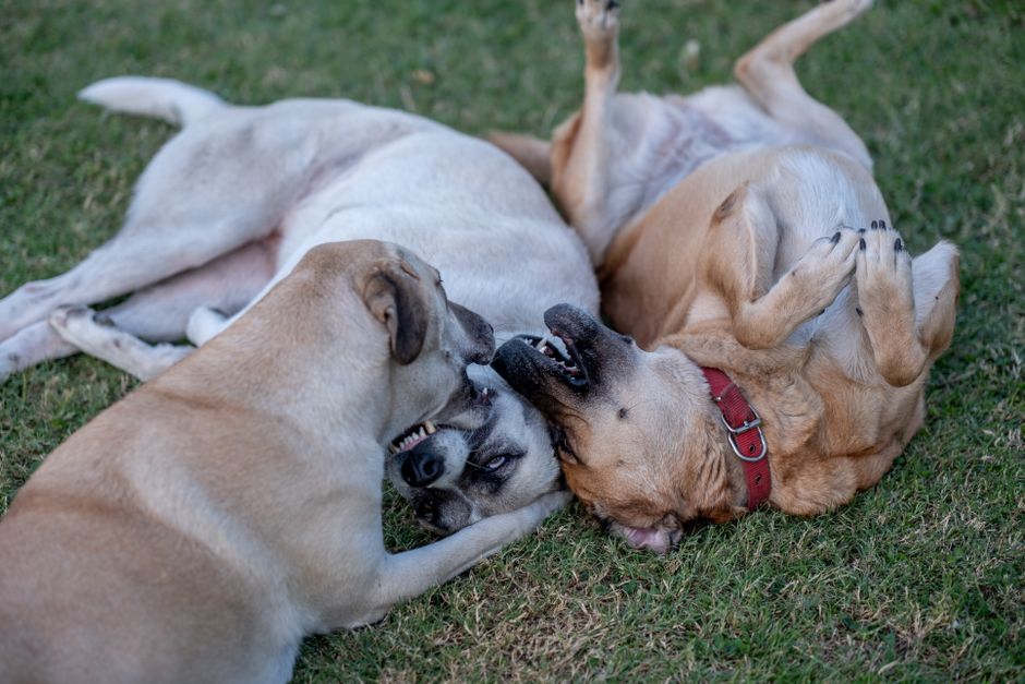 dog daycare cost australia