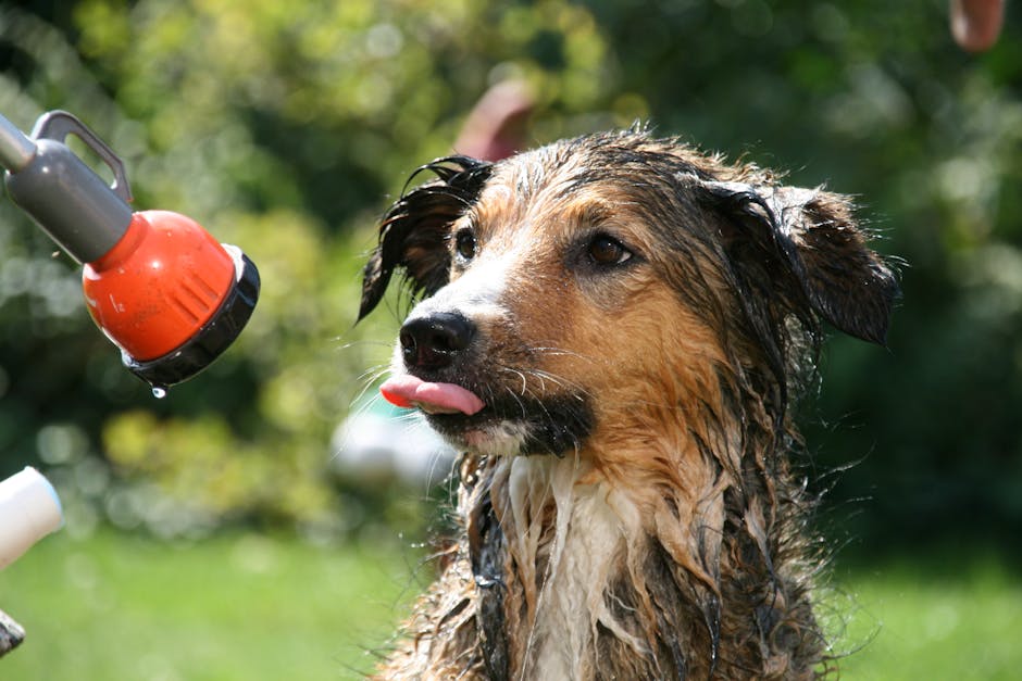 dog grooming cost adelaide