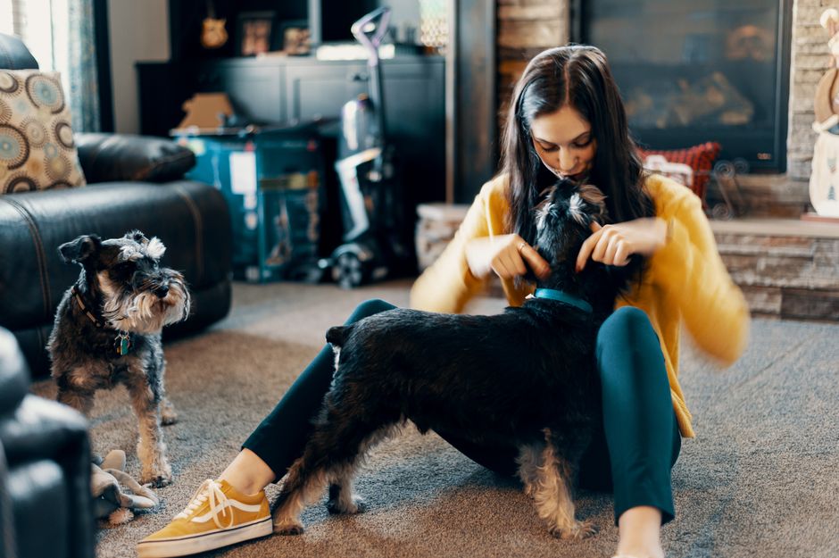 dog grooming cost adelaide