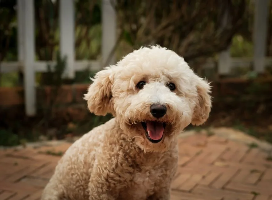dog grooming cost australia