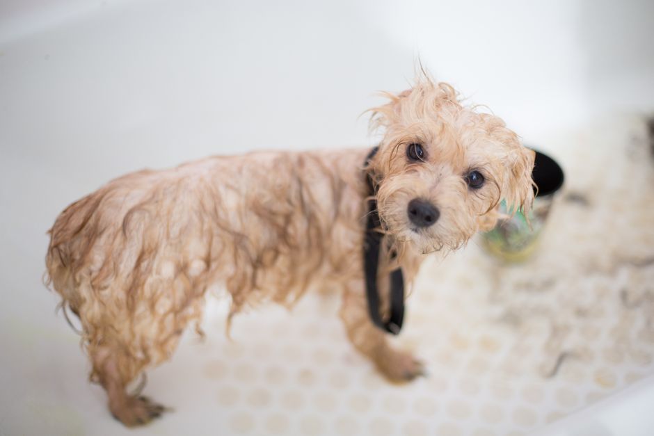 dog grooming cost darwin