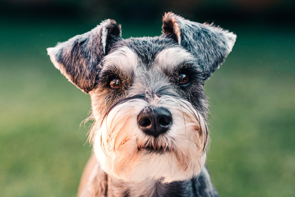 dog grooming cost darwin