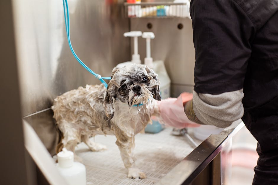 dog grooming cost hobart