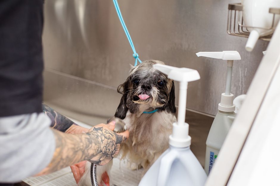 dog grooming cost hobart