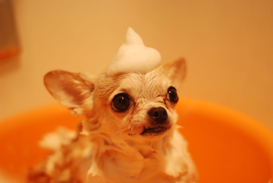 dog grooming cost sydney