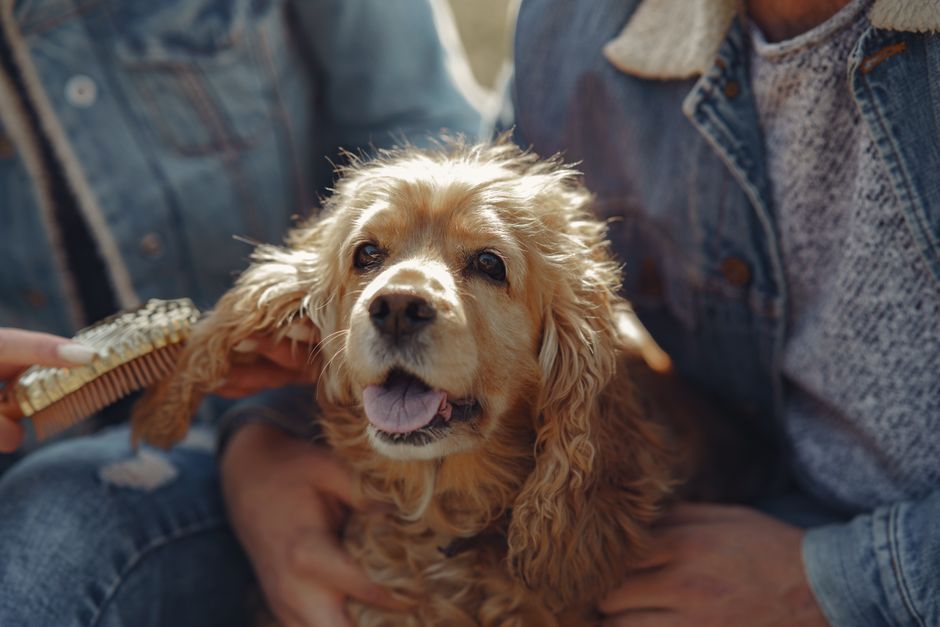 dog grooming cost sydney