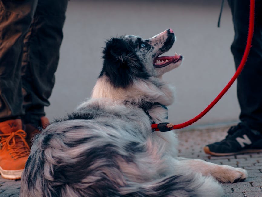 dog training cost australia