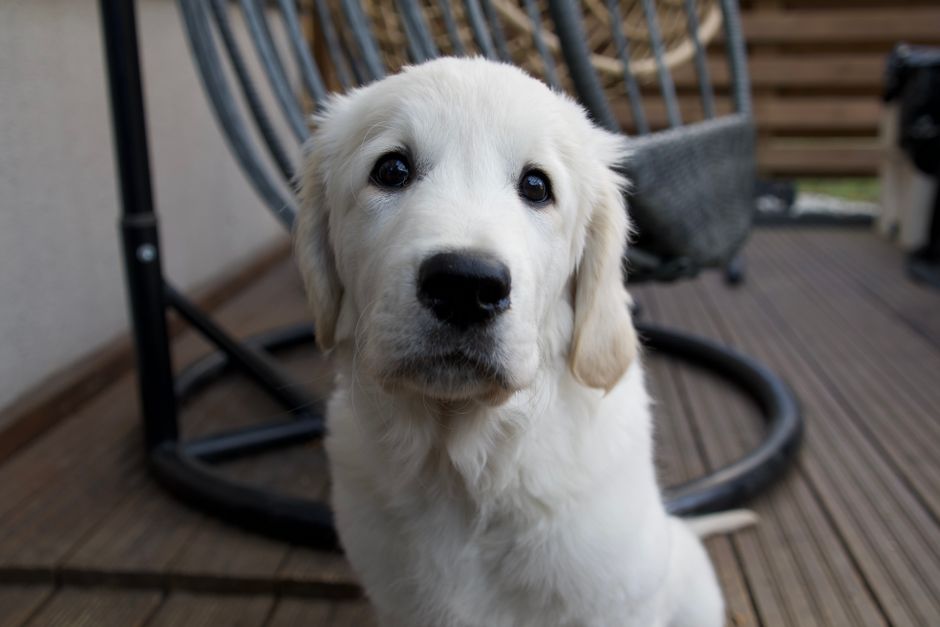 dog training cost australia
