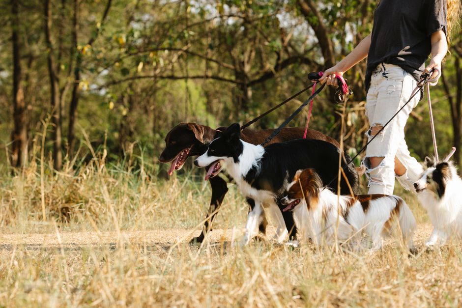 dog walking cost australia