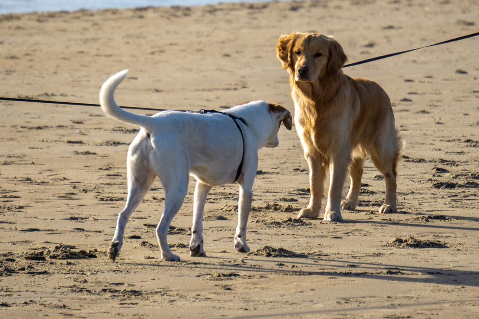 dog walking cost australia