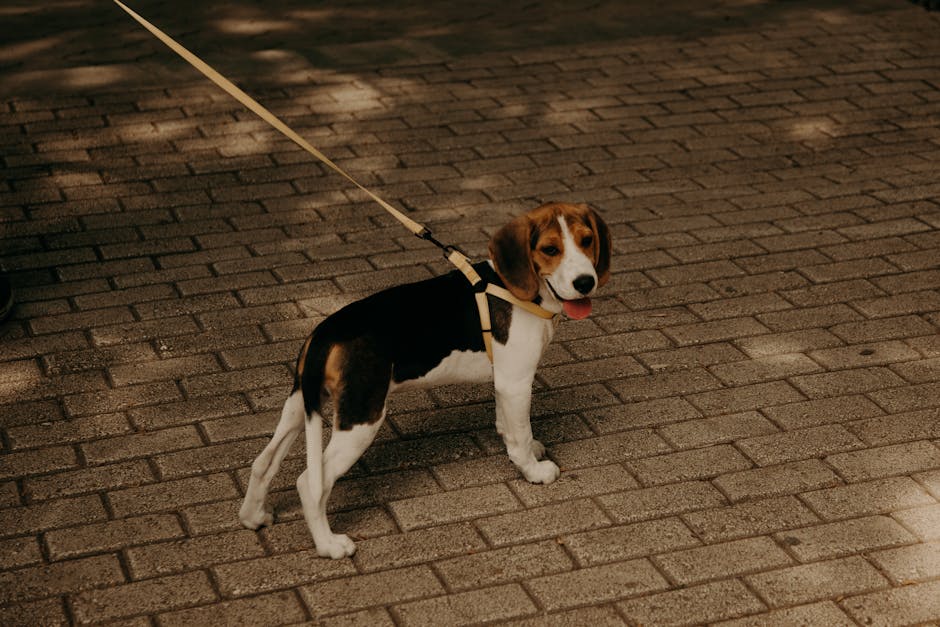 dog walking cost sydney