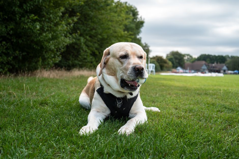 dog walking cost sydney