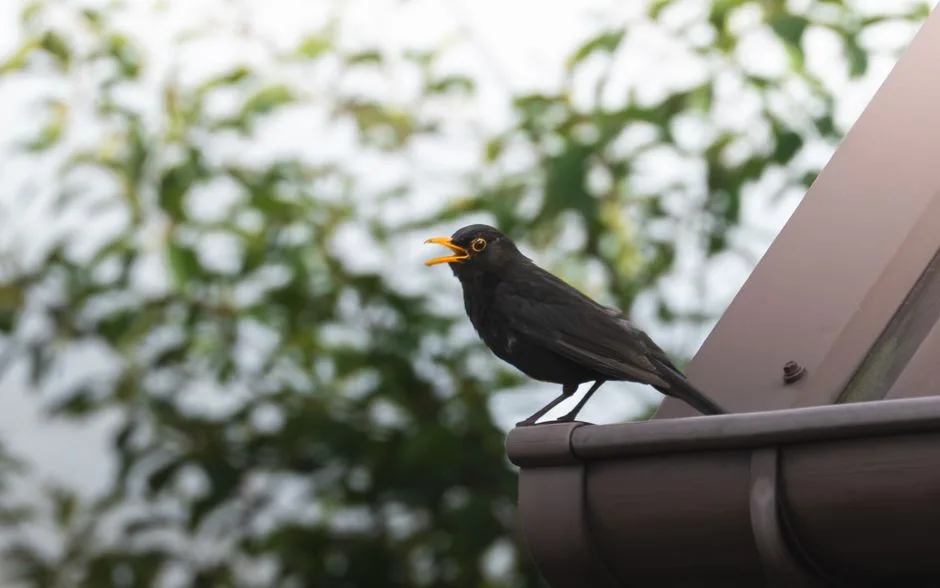 gutter replacement cost Australia