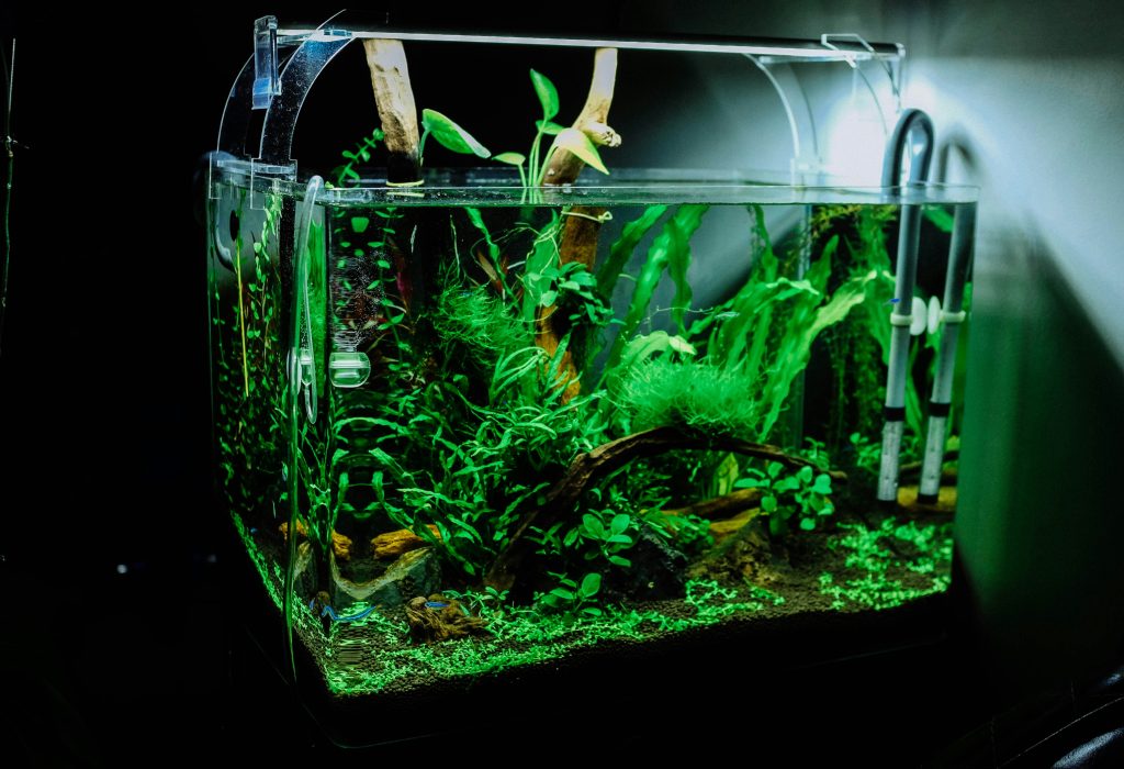 aquarium-setup-cost-in-australia