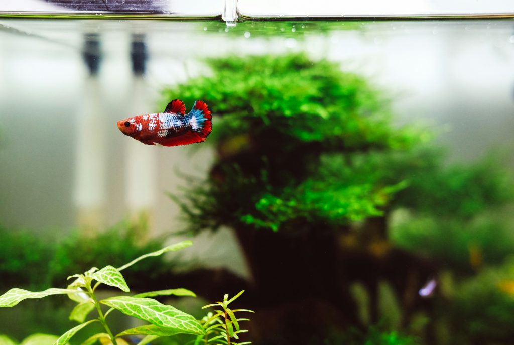aquarium-setup-cost-australia