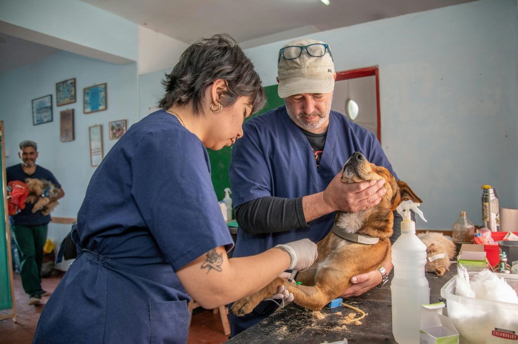 dog-desexing-costs