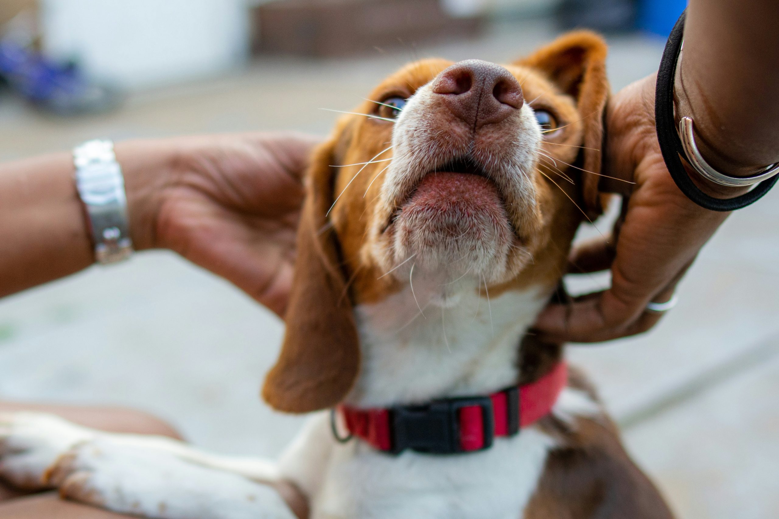 dog-flea-and-worming-treatment