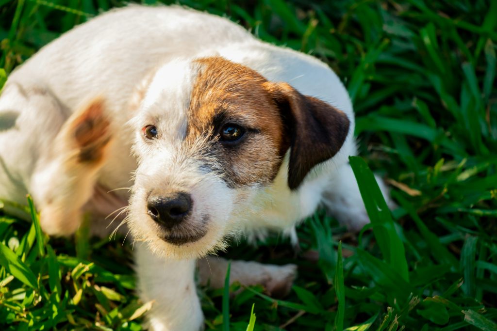 dog-scratching