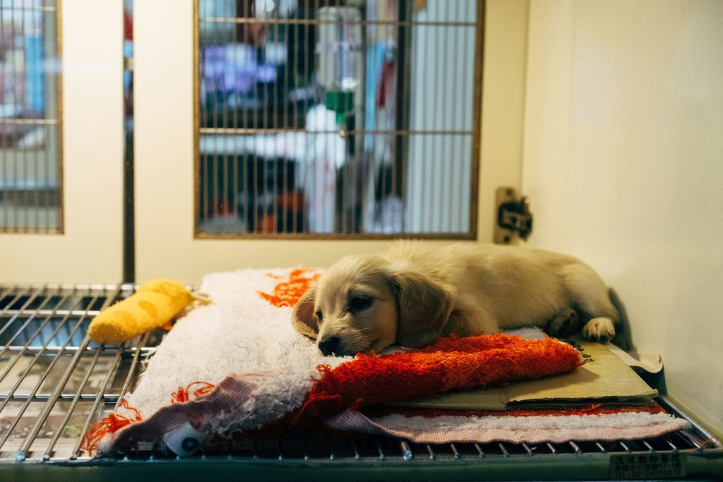 vet consultation cost
