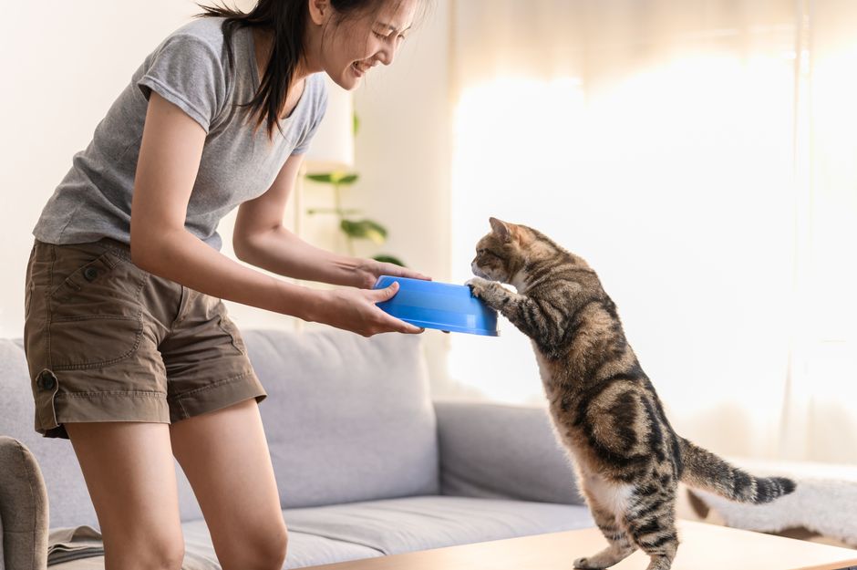pet sitting cost australia