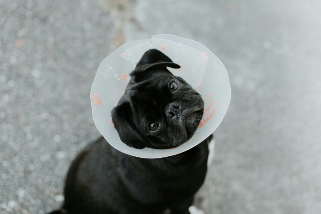 vet consultation cost