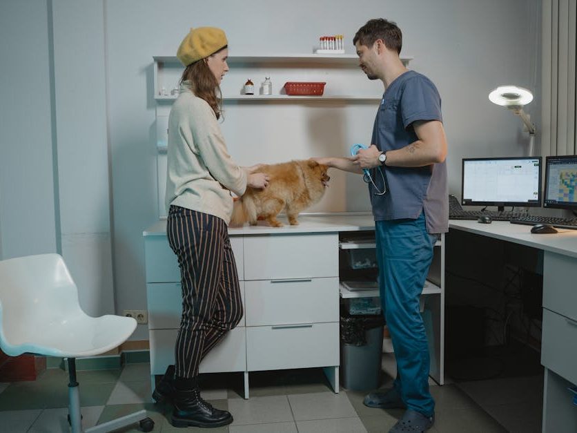 vet consultation cost australia