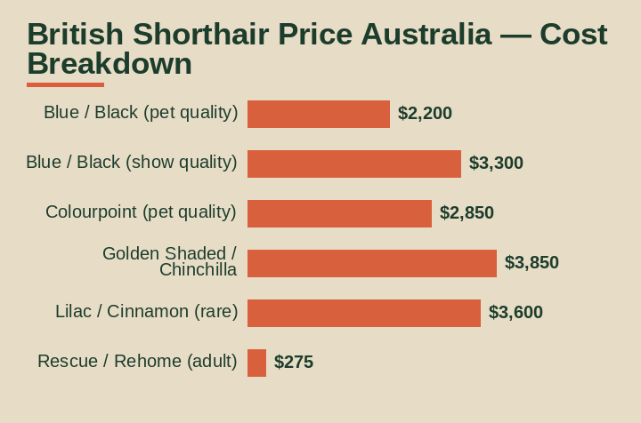 british shorthair price australia cost breakdown comparison