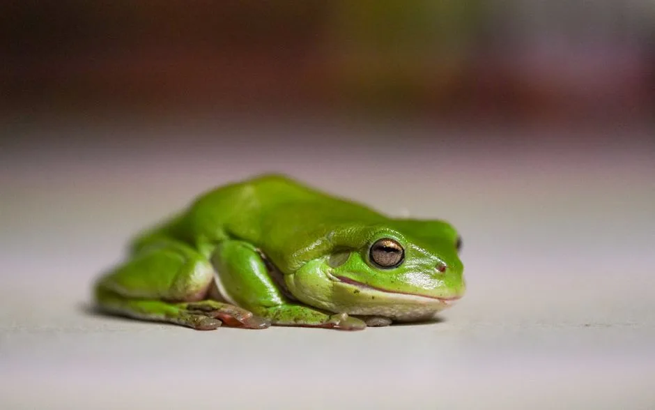 green tree frog cost Australia