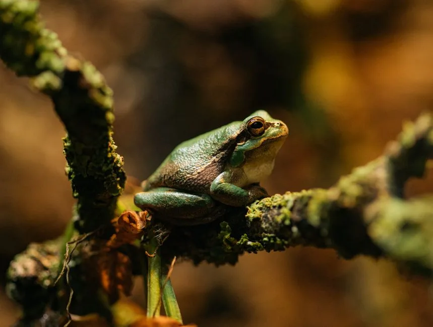 green tree frog cost Australia
