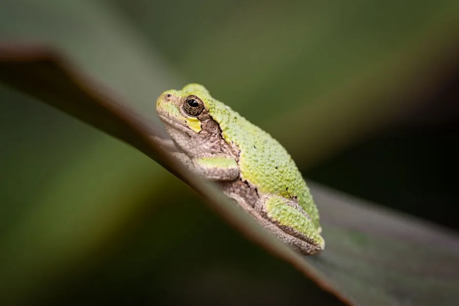 green tree frog cost Australia