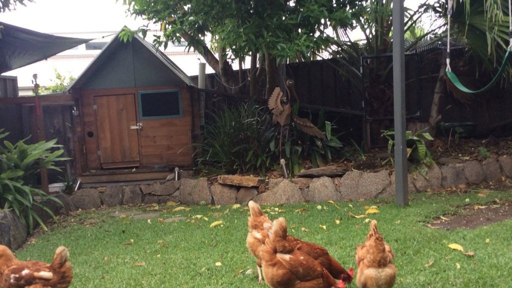 A timber backyard chicken coop with an attached run and Isa Brown hens foraging on grass in an Australian garden