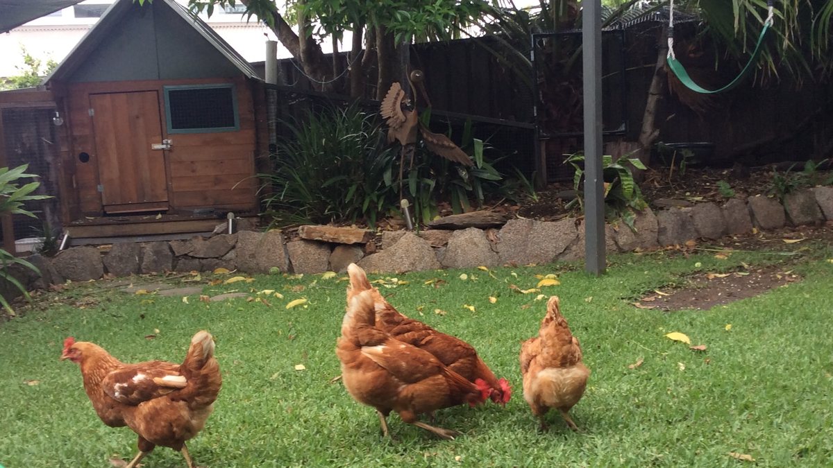 Three Isa Brown hens free ranging in front of a timber backyard chicken coop in Australia