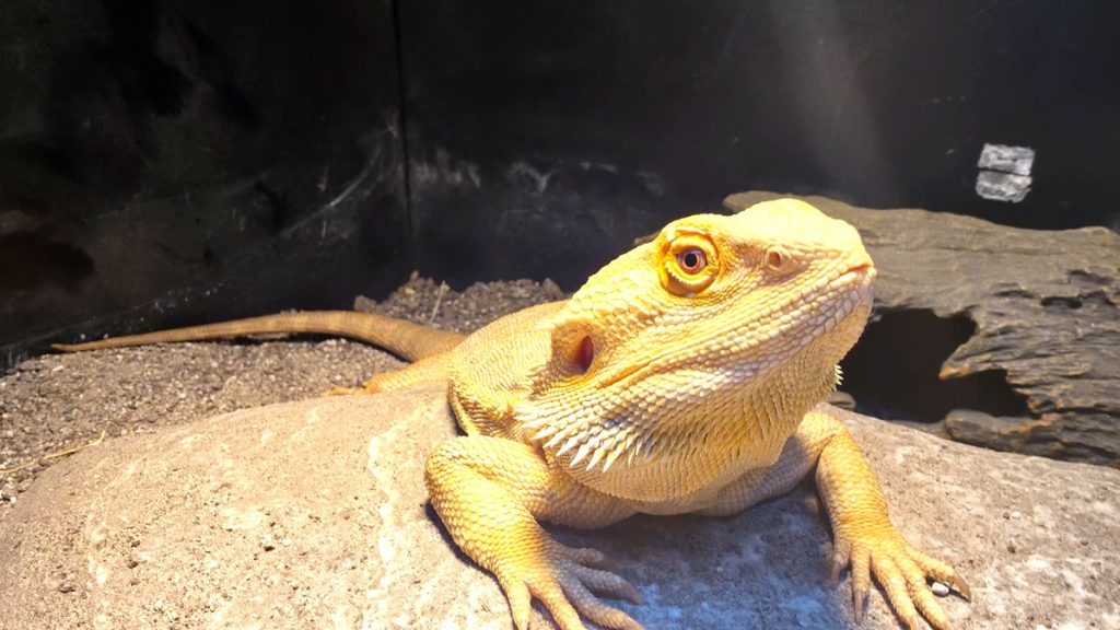 A bearded dragon basking on a rock inside a melamine vivarium in Australia
