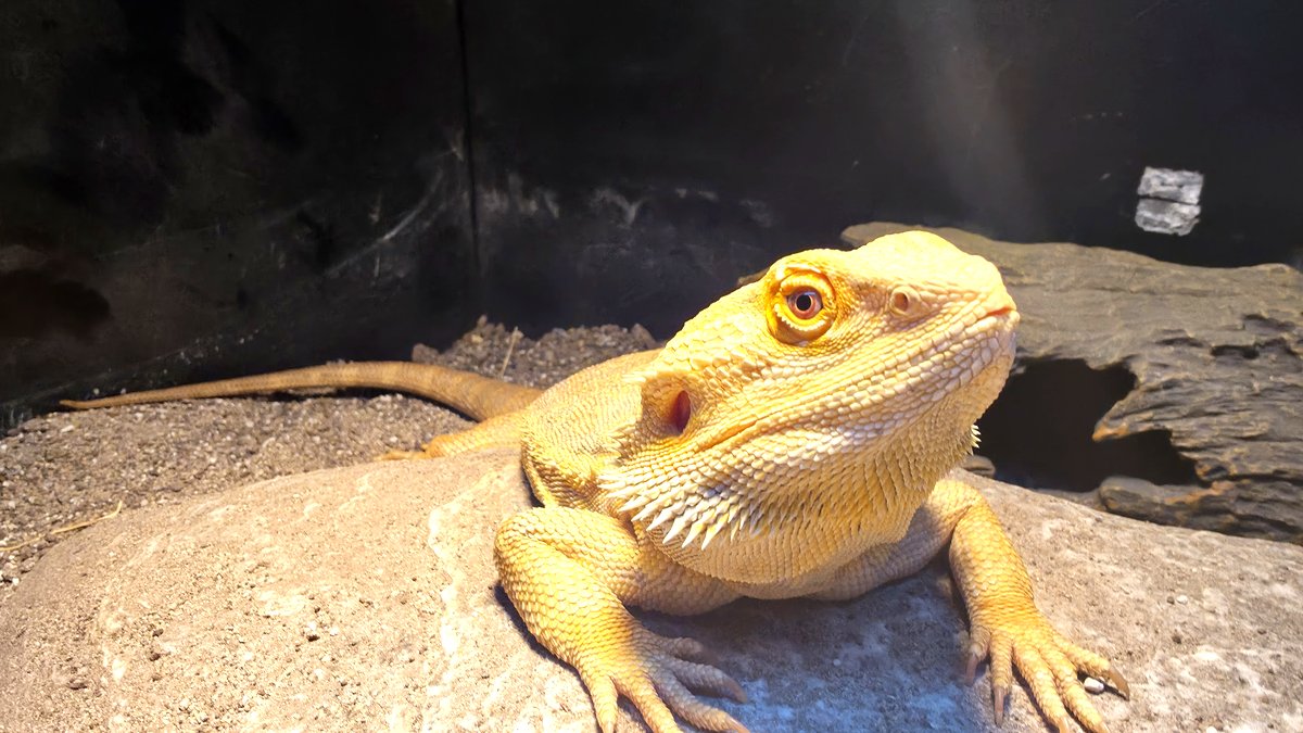 A bearded dragon basking on a rock inside a melamine vivarium in Australia