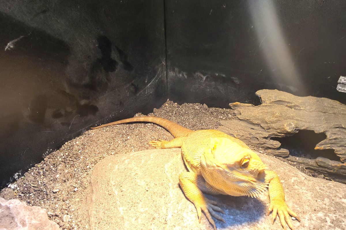 A bearded dragon on a packed sand and clay substrate mix inside a Reptile One S2M vivarium