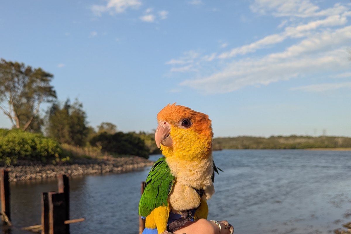 A white bellied caique in a flight harness perched on its owner's hand beside a river at sunset