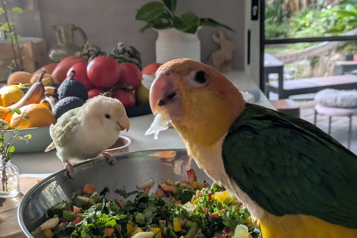 A white bellied caique and a lovebird eating a bowl of fresh chopped vegetables on a kitchen bench