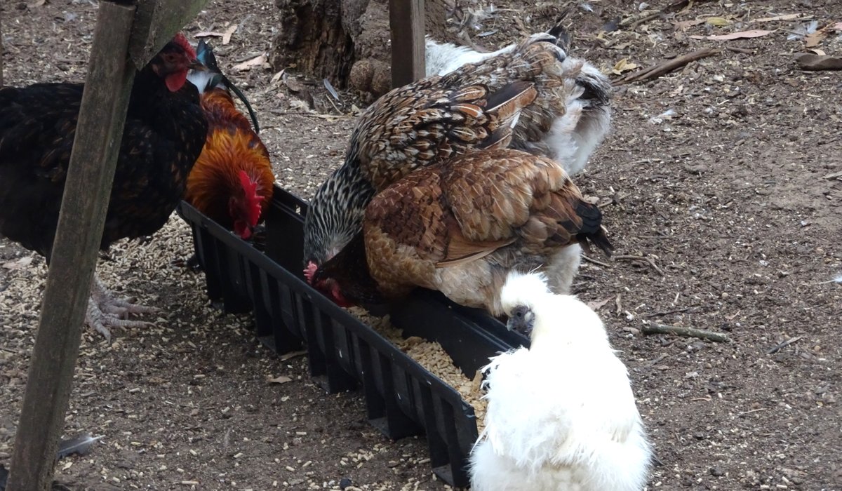 A mixed flock of chickens including a Silkie feeding from an open trough feeder
