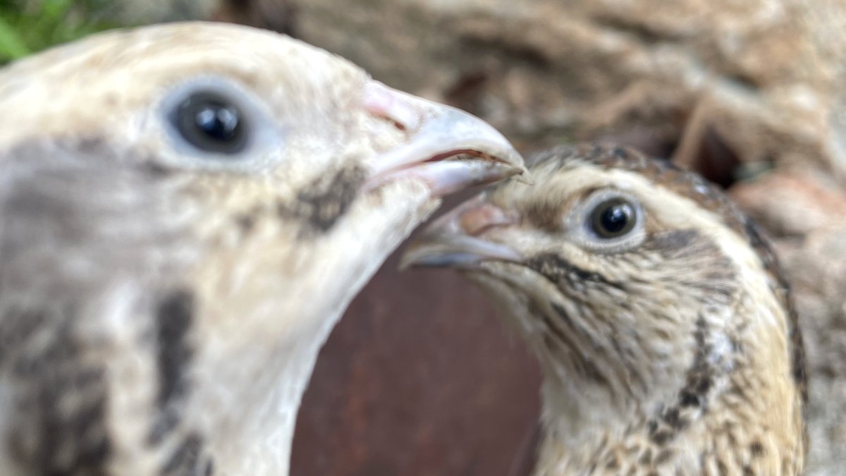 Two Coturnix quail side by side in a backyard quail run in Australia