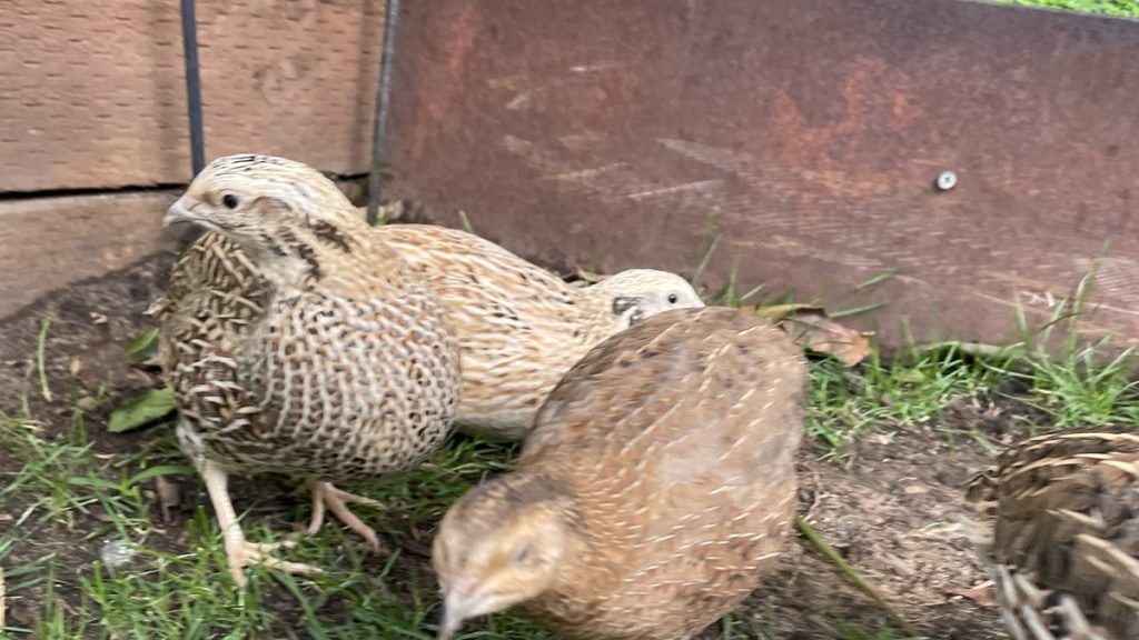 A group of Coturnix quail foraging on grass in an Australian backyard run