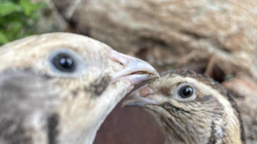 Close up of two Coturnix quail side by side in a backyard quail run in Australia