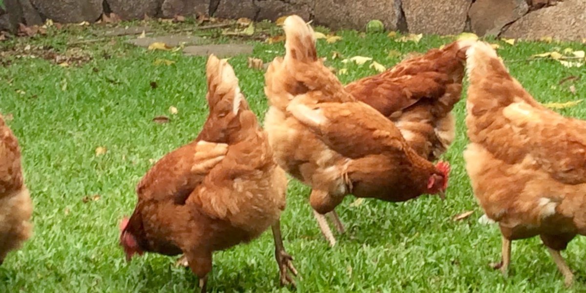 Five Isa Brown hens foraging on grass in an Australian backyard